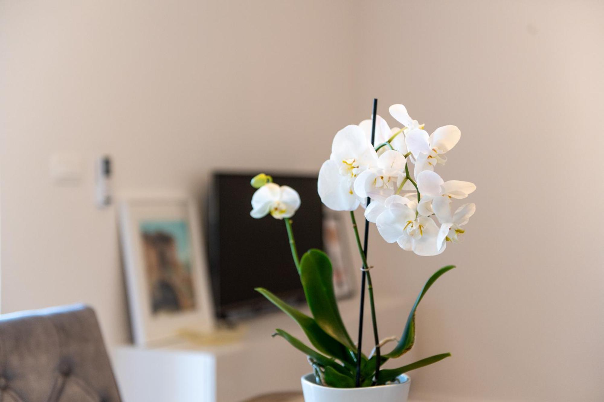 Apartment Ivi Трогір Екстер'єр фото